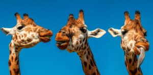 11 Fatos Incomuns Sobre Animais que Você Nunca Imaginou e Como Eles Influenciam Nossas Vidas