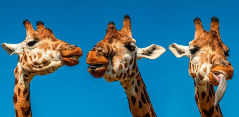 11 Fatos Incomuns Sobre Animais que Você Nunca Imaginou e Como Eles Influenciam Nossas Vidas