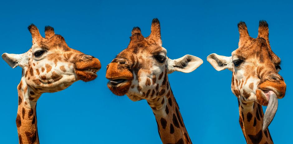 11 Fatos Incomuns Sobre Animais que Você Nunca Imaginou e Como Eles Influenciam Nossas Vidas