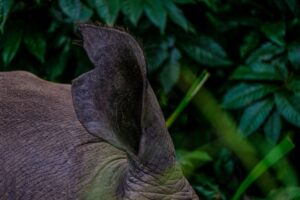 Os 5 Fatos Incomuns sobre Orelhas de Elefantes que Você Nunca Imaginou
