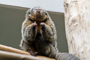 Os 6 Fatos Incomuns sobre o Comportamento Animal que Desafiam a Lógica da Sobrevivência
