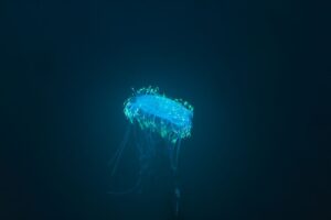 Os mistérios da bioluminescência: como organismos no fundo do mar brilham no escuro