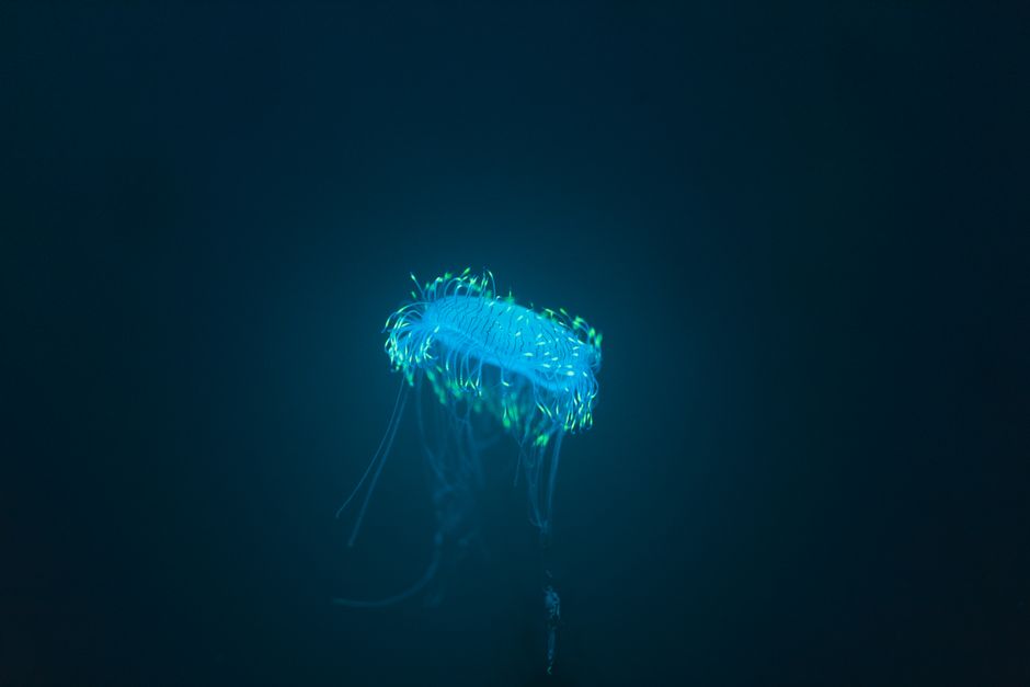 Os mistérios da bioluminescência: como organismos no fundo do mar brilham no escuro