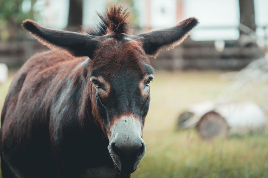 Por que as ovelhas têm fama de serem burras? Entenda o comportamento surpreendente desses animais