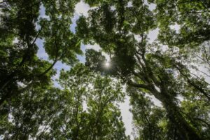 Você sabia que existem árvores que podem 'mover' suas raízes? Descubra como isso acontece e sua importância para o meio ambiente