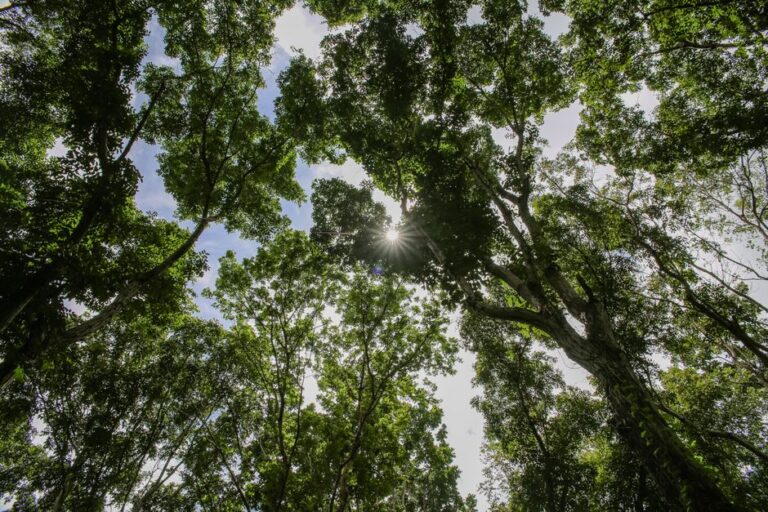 Você sabia que existem árvores que podem 'mover' suas raízes? Descubra como isso acontece e sua importância para o meio ambiente